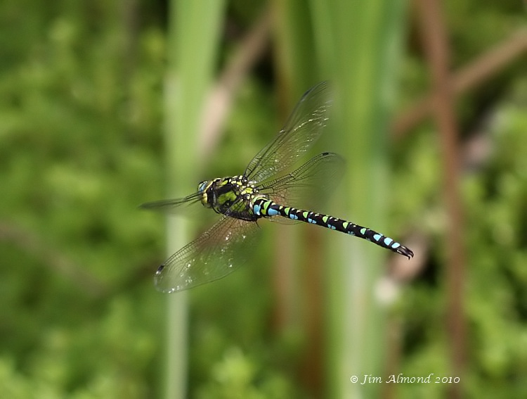 sbgallery Southern Hawker flight VP 15 8 10  IMG_4570_filtered
